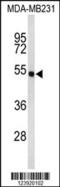 Flavin Adenine Dinucleotide Synthetase 1 antibody, 63-833, ProSci, Western Blot image 