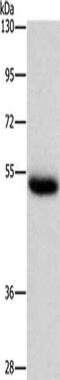 Cathepsin C antibody, CSB-PA358929, Cusabio, Western Blot image 