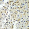 Synaptotagmin Binding Cytoplasmic RNA Interacting Protein antibody, LS-C346291, Lifespan Biosciences, Immunohistochemistry paraffin image 