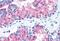 Frizzled Class Receptor 1 antibody, MBS247107, MyBioSource, Immunohistochemistry paraffin image 