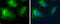 Methylthioadenosine Phosphorylase antibody, GTX109117, GeneTex, Immunofluorescence image 