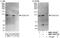 VPS50 Subunit Of EARP/GARPII Complex antibody, NBP1-78217, Novus Biologicals, Western Blot image 