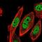 Cyclin Dependent Kinase 2 Associated Protein 2 antibody, NBP1-91776, Novus Biologicals, Immunofluorescence image 