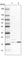 NADH:Ubiquinone Oxidoreductase Subunit A8 antibody, HPA041510, Atlas Antibodies, Western Blot image 