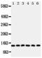 Glutaredoxin 2 antibody, PA1885, Boster Biological Technology, Western Blot image 