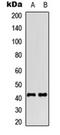 Somatostatin Receptor 4 antibody, orb315714, Biorbyt, Western Blot image 