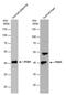 Paraoxonase 1 antibody, PA5-28997, Invitrogen Antibodies, Western Blot image 