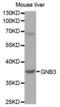 G Protein Subunit Beta 3 antibody, abx001214, Abbexa, Western Blot image 