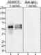 Tau, 368-441 antibody, 851202, BioLegend, Western Blot image 