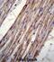 Potassium Voltage-Gated Channel Subfamily J Member 8 antibody, abx026711, Abbexa, Immunohistochemistry frozen image 
