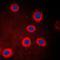 Adenylate Cyclase 9 antibody, LS-B13315, Lifespan Biosciences, Immunofluorescence image 