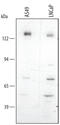 NACHT, LRR and PYD domains-containing protein 2 antibody, AF4684, R&D Systems, Western Blot image 