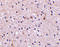 NCSTN antibody, 3985, ProSci, Immunohistochemistry paraffin image 