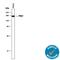 PTK7 antibody, AF4499, R&D Systems, Western Blot image 