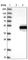 Inositol Polyphosphate-5-Phosphatase A antibody, HPA012285, Atlas Antibodies, Western Blot image 