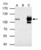 Minichromosome Maintenance Complex Component 4 antibody, GTX109740, GeneTex, Immunoprecipitation image 