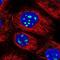 Mesenchyme Homeobox 1 antibody, NBP1-92134, Novus Biologicals, Immunocytochemistry image 