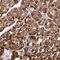 Serine/Threonine Kinase 17a antibody, NBP1-84981, Novus Biologicals, Immunohistochemistry frozen image 