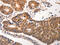 Cell Division Cycle 6 antibody, CSB-PA870444, Cusabio, Immunohistochemistry paraffin image 