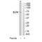E74 Like ETS Transcription Factor 4 antibody, A03714, Boster Biological Technology, Western Blot image 