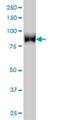 Tousled Like Kinase 1 antibody, H00009874-M01, Novus Biologicals, Western Blot image 