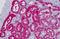 Glycerol Kinase antibody, MBS248618, MyBioSource, Immunohistochemistry paraffin image 