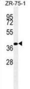 Bone Morphogenetic Protein 4 antibody, abx025235, Abbexa, Western Blot image 