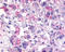 C-X-C chemokine receptor type 2 antibody, TA341264, Origene, Immunohistochemistry frozen image 
