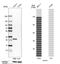 Chloride Intracellular Channel 3 antibody, HPA005963, Atlas Antibodies, Western Blot image 