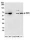Sorting Nexin 2 antibody, A304-544A, Bethyl Labs, Western Blot image 