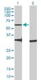 G Protein-Coupled Receptor 176 antibody, H00011245-B01P, Novus Biologicals, Western Blot image 