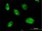 Kallikrein Related Peptidase 10 antibody, H00005655-B01P, Novus Biologicals, Immunocytochemistry image 