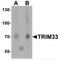 Tripartite Motif Containing 33 antibody, MBS153360, MyBioSource, Western Blot image 