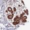 ALS2 C-Terminal Like antibody, HPA048301, Atlas Antibodies, Immunohistochemistry frozen image 