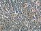 IL-4 antibody, 66142-1-Ig, Proteintech Group, Immunohistochemistry frozen image 