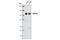 Inositol Polyphosphate-4-Phosphatase Type II B antibody, 4039S, Cell Signaling Technology, Western Blot image 