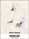 Nerve Growth Factor antibody, 63-194, ProSci, Immunohistochemistry paraffin image 