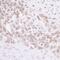 MIS12 Kinetochore Complex Component antibody, NB100-2359, Novus Biologicals, Immunohistochemistry frozen image 