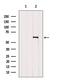 Gsdmc1 antibody, GTX03667, GeneTex, Western Blot image 