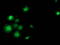 SAM And HD Domain Containing Deoxynucleoside Triphosphate Triphosphohydrolase 1 antibody, TA502025, Origene, Immunofluorescence image 