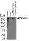Centromere Protein F antibody, NB500-101, Novus Biologicals, Western Blot image 