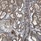 Transmembrane Protein 132C antibody, PA5-53350, Invitrogen Antibodies, Immunohistochemistry frozen image 