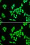 Adenylosuccinate Lyase antibody, GTX30029, GeneTex, Immunofluorescence image 