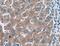 Kallikrein Related Peptidase 15 antibody, 27515-1-AP, Proteintech Group, Immunohistochemistry frozen image 