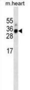 Myogenin antibody, abx025318, Abbexa, Western Blot image 