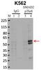 SMAD2 antibody, 700050, Invitrogen Antibodies, Immunoprecipitation image 