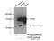 Chaperone protein DnaK antibody, 25405-1-AP, Proteintech Group, Immunoprecipitation image 