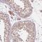 RNA Polymerase III Subunit F antibody, PA5-62151, Invitrogen Antibodies, Immunohistochemistry frozen image 