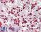 Zinc Finger E-Box Binding Homeobox 2 antibody, LS-B12510, Lifespan Biosciences, Immunohistochemistry paraffin image 