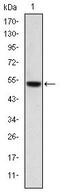 Podocalyxin Like antibody, MA5-15845, Invitrogen Antibodies, Western Blot image 